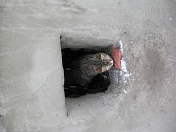 01CE27BFC2C12E00.JPG